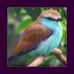 Colorful Bird Magnet