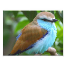 Colorful bird photo