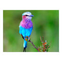 Colorful Bird posters