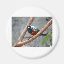 colorful bird refrigerator magnet
