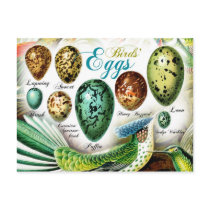 Colorful Birds' Eggs Postcards