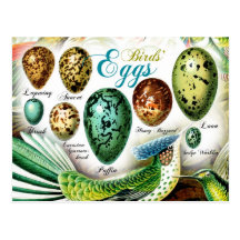 Colorful Birds' Eggs Postcards