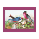 Colorful Birds, Roses & Waterspout Postcard
