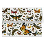 Colorful Butterflies Antiquarian Image Bookmark Greeting Cards