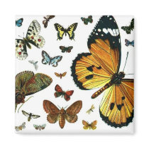 Colorful Butterflies Antiquarian Image Bookmark magnets by MyBookmarks Colorful Butterflies Antiquarian Image Bookmark magnets