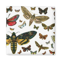 Colorful Butterflies Antiquarian Image Bookmark magnets by MyBookmarks Colorful Butterflies Antiquarian Image Bookmark magnets