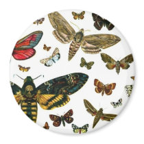Colorful Butterflies Antiquarian Image Bookmark magnets by MyBookmarks Colorful Butterflies Antiquarian Image Bookmark magnets