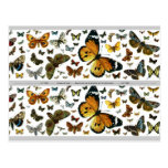 Colorful Butterflies Antiquarian Image Bookmark Postcard