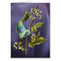 Colorful Butterfly cards by RainbowCards Colorful Butterfly cards