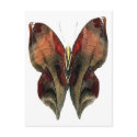 Colorful butterfly, rust and brown. Postcard by design_girl Colorful butterfly, rust and brown. Postcard