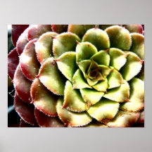 Colorful Cactus Print