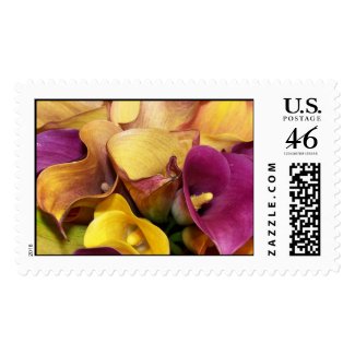 Colorful Calla Lilies - with great fall colors stamp