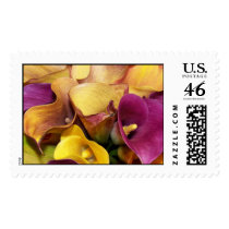 Colorful Calla Lilies - with great fall colors postage by aslentz Colorful Calla Lilies - with great fall colors postage