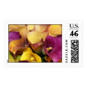 Colorful Calla Lilies - with great fall colors postage