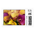 Colorful Calla Lilies - with great fall colors Postage Stamps