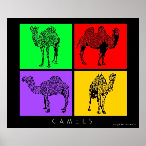 Colorful Camels Poster