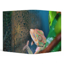Colorful Chameleon on a Glass Wall Binder