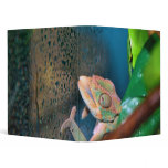 Colorful Chameleon on a Glass Wall Binder