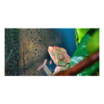 Colorful Chameleon on a Glass Wall Photo Greeting Card