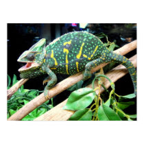 Colorful Chameleon posters