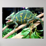 Colorful Chameleon Poster