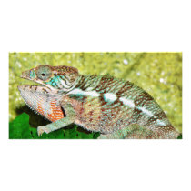 Colorful Chameleon with open mouth Photo Card Template