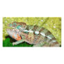 Colorful Chameleon with open mouth Photo Card Template