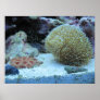Colorful Coral in saltwater aquarium print poster