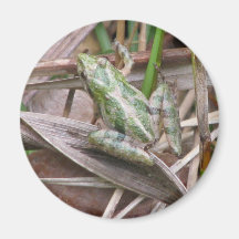 Colorful Cricket Frog Magnets
