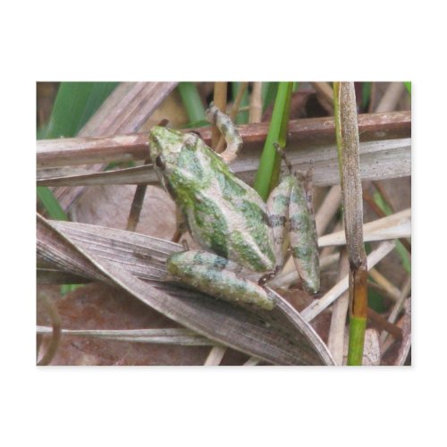 Colorful Cricket Frog postcard