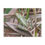 Colorful Cricket Frog Postcard