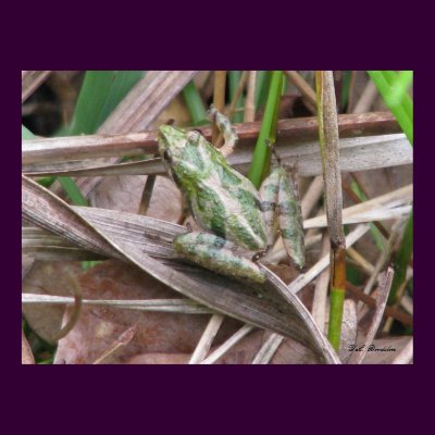 Colorful Cricket Frog Poster by naturegirl7
