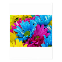 Colorful Daisies Postcard