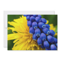 Colorful Dandelions and Muscari, Quebec, Canada Custom Announcements