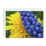 Colorful Dandelions and Muscari, Quebec, Canada Custom Announcements