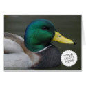 Colorful Duck cards
