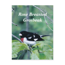 Colorful Dude, Rose Breasted Grosbeak Post Card