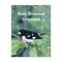 Colorful Dude, Rose Breasted Grosbeak postcards