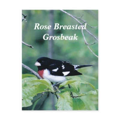 Colorful Dude, Rose Breasted Grosbeak Post Card by Russ45