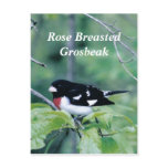 Colorful Dude, Rose Breasted Grosbeak postcards