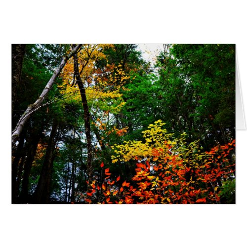 Colorful Fall Leaves Card card