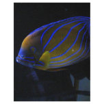 Colorful Fish flyers