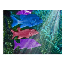 Colorful fish, post card