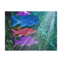 Colorful fish, post card postcards by design_girl Colorful fish, post card postcards