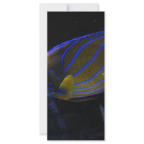 Colorful Fish Rack Cards