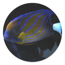 Colorful Fish Round Stickers