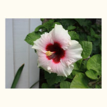 Colorful flower. posters by Acorns_tree Colorful flower. posters
