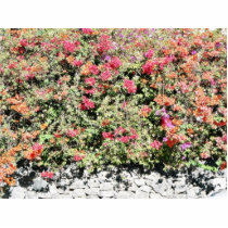 Colorful Flowering Bush Photo Cutouts