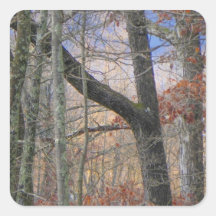 Colorful Forest at Dusk Square Stickers
