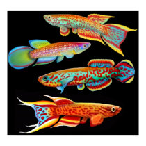 Colorful Killifish Poster posters